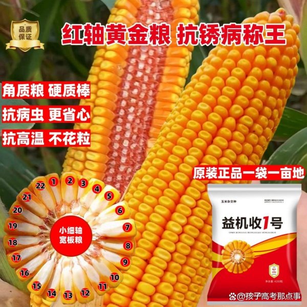 在线炒股配资必选 益机收1号玉米种：红轴大棒+矮杆抗倒，抗锈抗病，轻松超千斤！